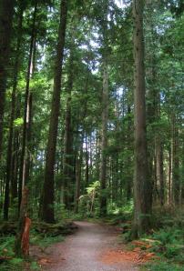 path, Old Buck Trail, Mt Seymour BC