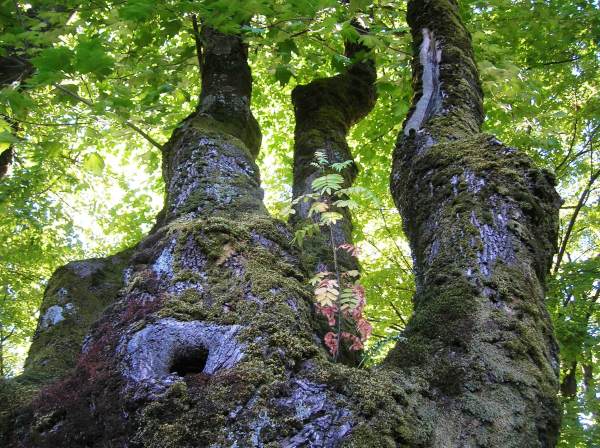 city tree, downtown Vancouver